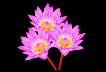 lotus beautiful flower