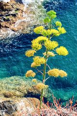 Fototapeta na wymiar Agave plant in Cinque Terre, Liguria (Italian riviera)