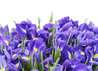 The big beautiful bouquet iris isolated on the white