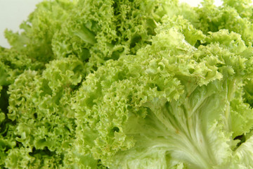 Lechuga crespa