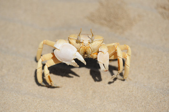 Sand crab in the beach of Socotra island, Yemen