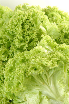 Lechuga crespa