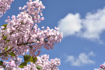 View on the pink flowers of the lilac - with space for text or other ideas