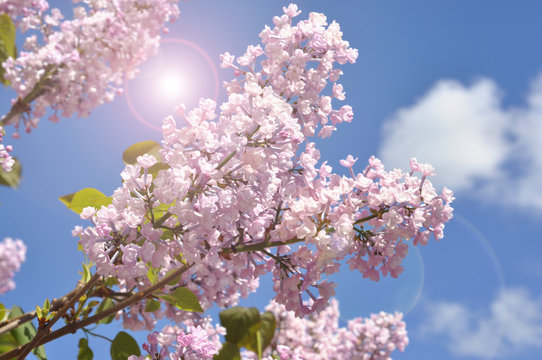 View on the pink flowers of the lilac - with space for text or other ideas