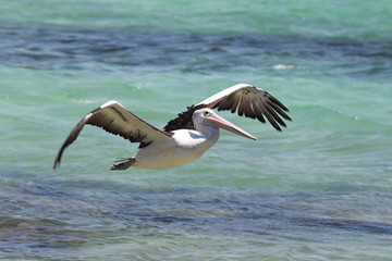 Brillenpelikan (Pelecanus conspicillatus)