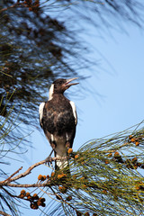 Flötenvogel (Gymnorhina tibicen)