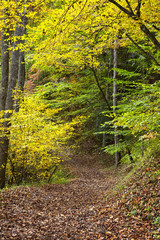 Hiking Trail in the Woods during Autumn Season