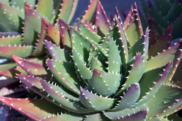 Succulent plant