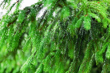 Fototapeta na wymiar Spruce branch after rain