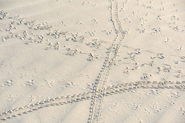 Animal tracks on the morning beach in Socotra, Yemen