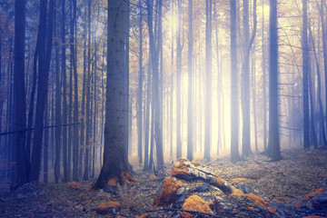 Mysterious foggy forest landscape with magic light and orange color moss on the rocks. Picture was...