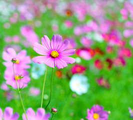 Obraz premium Cosmos flower (Cosmos Bipinnatus)