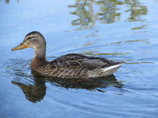 Stockente auf Wasser