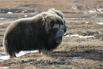 Самец овцебык