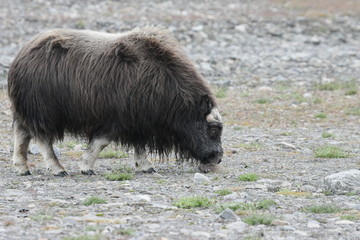 Молодой овцебык