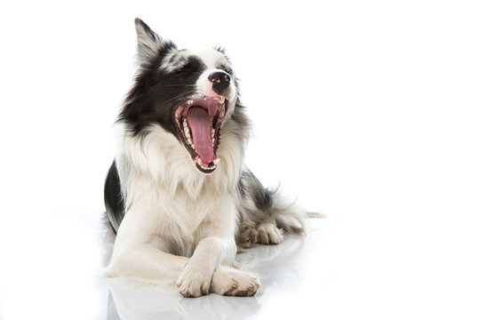 Gähnender Hund" Bilder – Durchsuchen 33 Archivfotos, Vektorgrafiken und  Videos | Adobe Stock