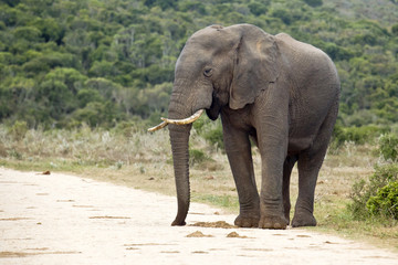 Elephant on the edge of a gravel road