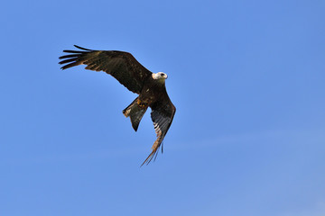 aigle ravisseur