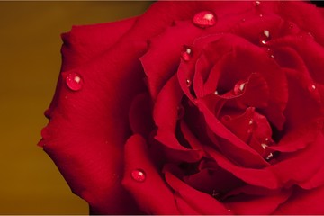 Red Rose with water droplets 