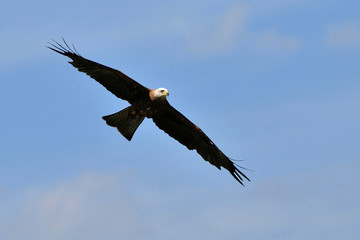 aigle ravisseur