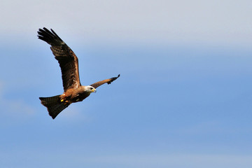 aigle ravisseur