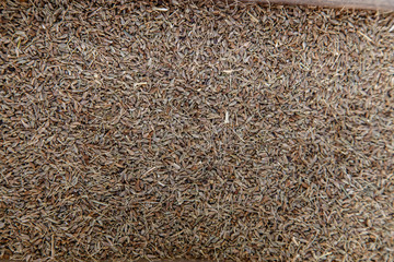 cumin seed spices