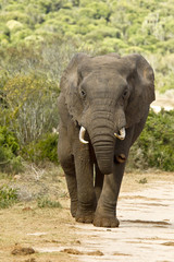 Fototapeta na wymiar African elephant walking on a gravel road