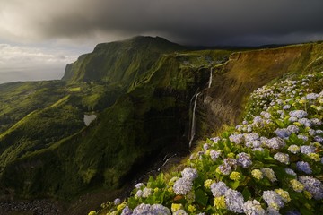 Hydrangea macrophylla and the Ribeira Grande waterfall, Flores island, Azores, Portugal