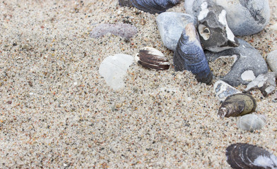 Stones and shells / Stones and shells in beach sand