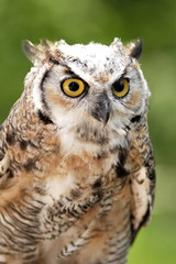 hibou