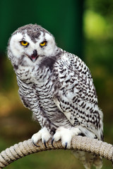 chouette harfang