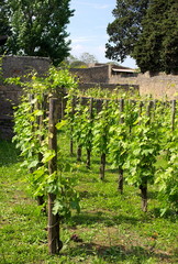 Fototapeta na wymiar antike Weinkultur-I-Pompeji-Italien