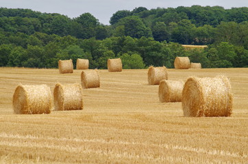 Rouleaux de paille sur un champ de blé moissonné.
