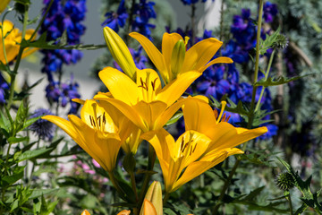 Lilien gelb © Hannes Plenk