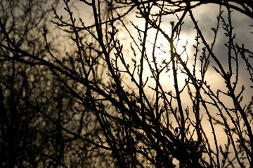 Clouded Sun through the branches