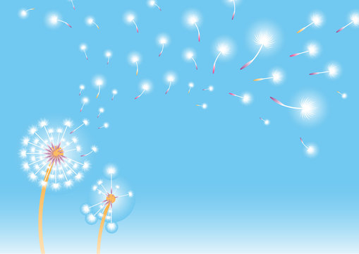 Fototapeta Dandelion background