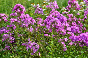 Sommergarten - Phlox blüht rosa