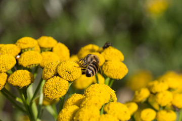 Bee doing the job on a tansy plant
