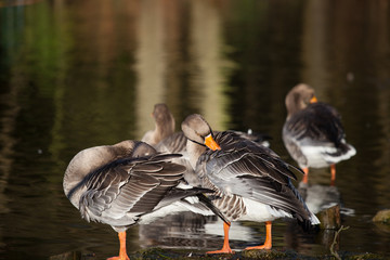 Landschaften im Herbst Graugänse
