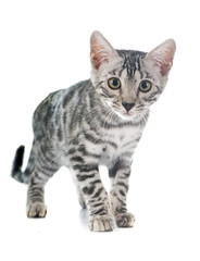 bengal kitten