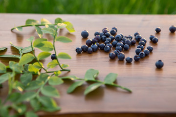forest blueberry