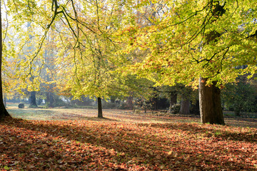 Landschaften im Herbst, Pilze