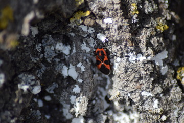 red bugs