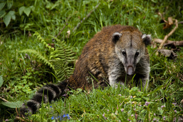 Coati at the Cocora valley, Colombia
