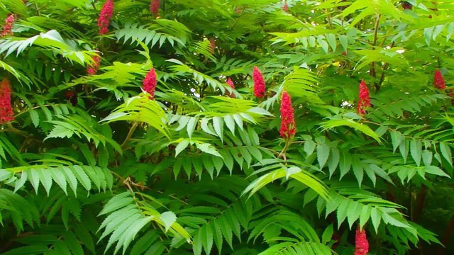 Sumac vinaigrier
