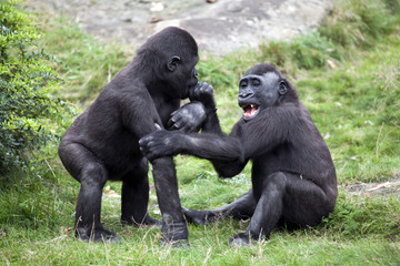 Two young gorillas playing in the grass