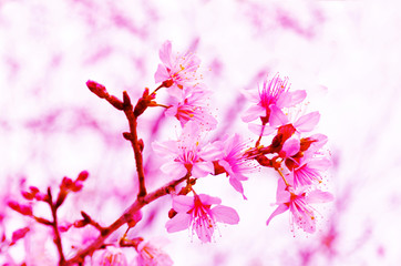 beautifull flower Wild Himalayan Cherry blooming, Prunus cerasoi