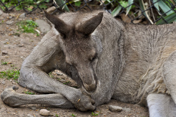 Resting Kanga