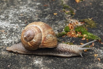 Burgundy snail (Roman snail, edible snail, escargot) (Helix pomatia) on the road.