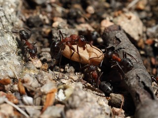 The ants carry cocoon.
